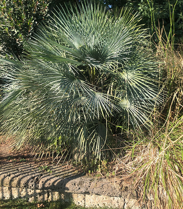 Venta de palmeras Chamaerops Ceracifera