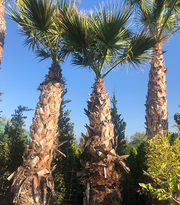 Venta de palmeras Washingtonia