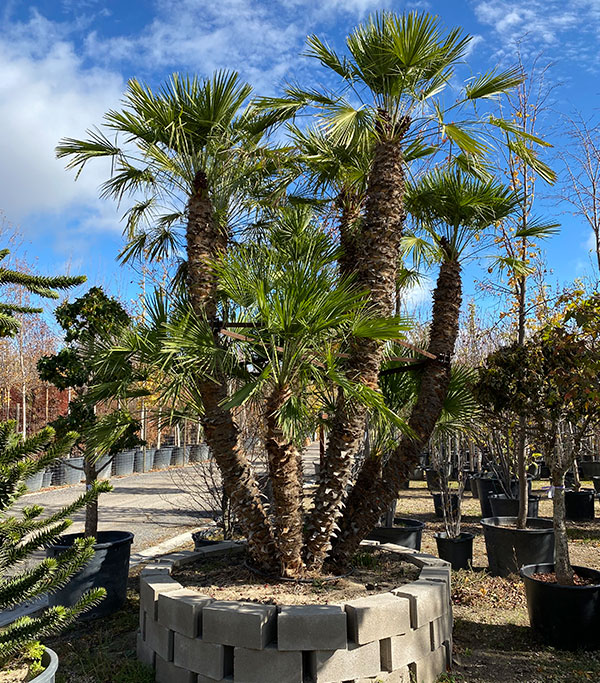 Venta de palmeras Madrid Chamaerops Humilis