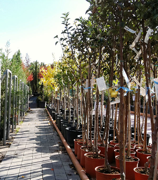 dolor de muelas Mejorar Fundador Venta de árboles frutales en Madrid | Viveros Rucat