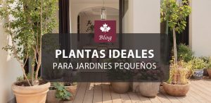Plantas ideales para jardines pequeños