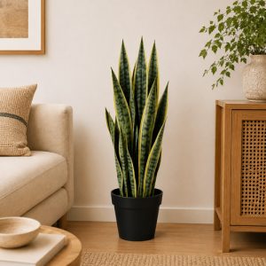 1. Sansevieria