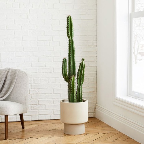4. Cactus