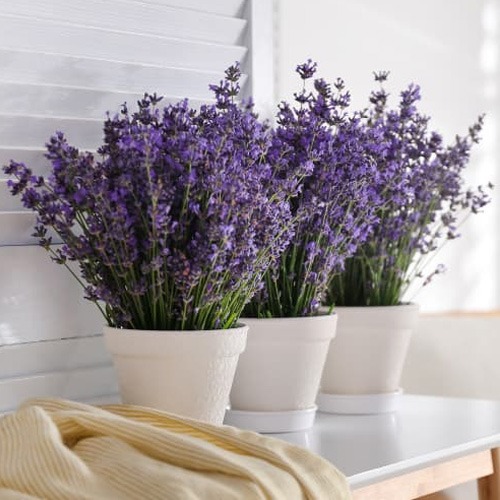 9. Lavanda
