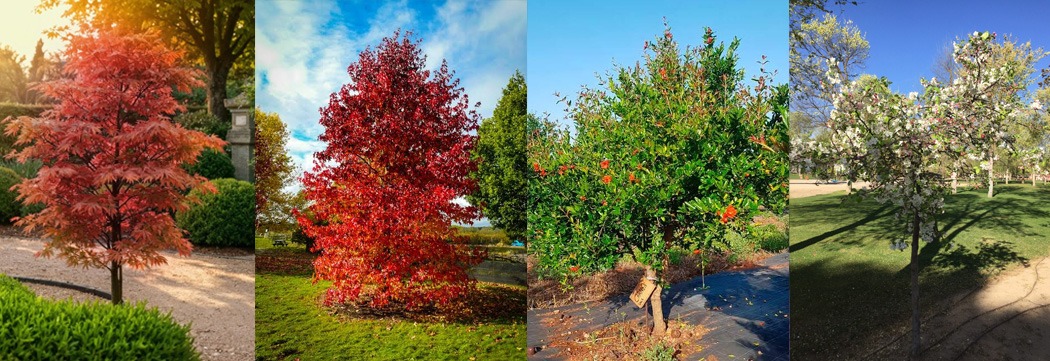 Árboles de temporada para empezar a pensar en el otoño