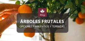 Árboles frutales que necesitan menos espacio para crecer: opciones para patios y terrazas