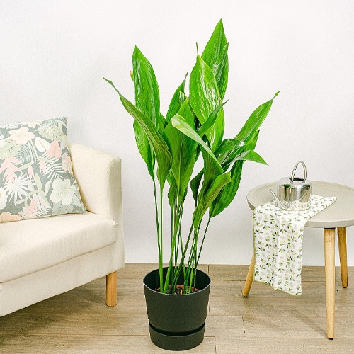 7. Aspidistra