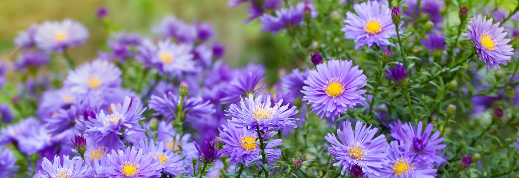 Aster: pequeñas flores con mucho encanto