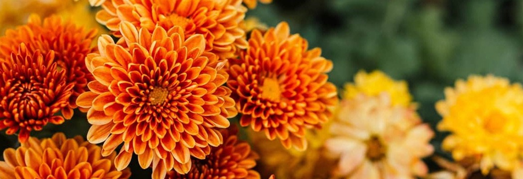 Crisantemos: color para recibir el otoño