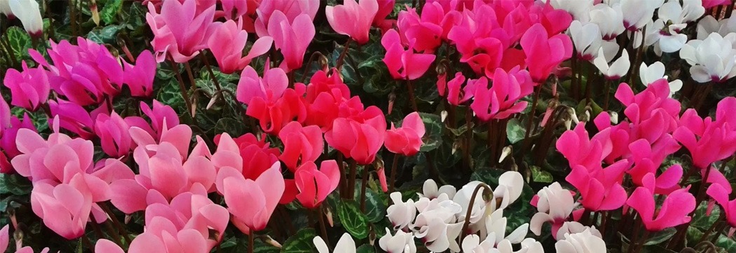 Cyclamen: una opción para los meses más frescos