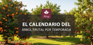 El calendario del árbol frutal