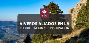 La importancia de los viveros en la reforestación y conservación