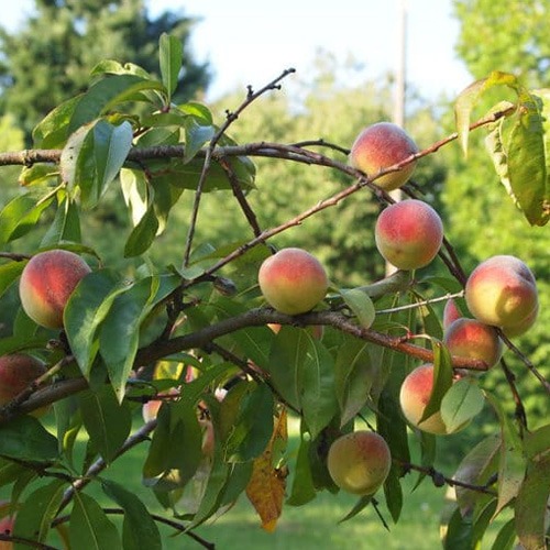 5. Melocotonero y nectarino