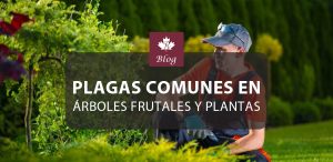Plagas comunes en árboles frutales y cómo controlarlas de forma natural