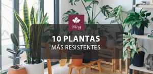 Plantas ideales para principiantes: las 10 más resistentes