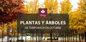Plantas y árboles de temporada en octubre: prepara tu jardín para el otoño