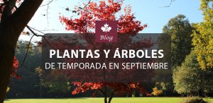 Plantas y árboles de temporada en septiembre: prepara tu jardín para el otoño