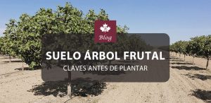 ¿Qué importancia tiene el suelo para un árbol frutal? Claves antes de plantar