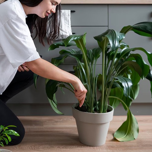 ✂️ Revisar las plantas